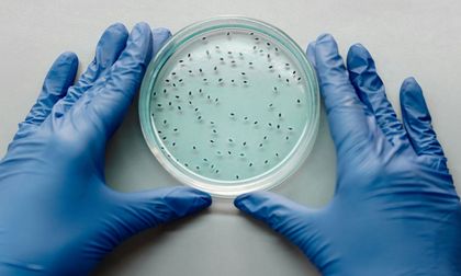 MitoCatch, un GPS celular que dirige mitocondrias sanas hacia células dañadas