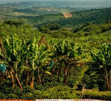 Avalúos catastrales rurales en el Valle a revisión