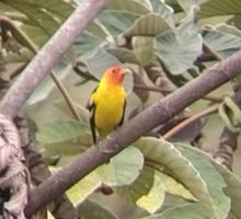 Por primera vez se registra en Colombia la presencia de la Piranga carirroja