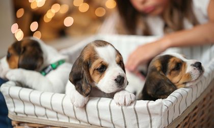 Qué hacer si un perrito recién nacido no está comiendo bien