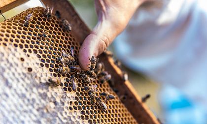 La crisis de las abejas: causas de su desaparición y cómo puedes ayudar