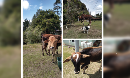 Imagen de Buscan a seis semovientes que se extraviaron en zona rural de Rionegro
