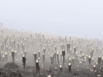 Imagen de  ¡El páramo sigue vivo! Alegría en Colombia por “renacimiento” de frailejones quemados por incendio