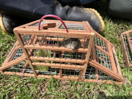 Imagen de Con trampas y mallas atrapaban aves en Itagüí para el tráfico ilegal, autoridades rescataron 11 individuos