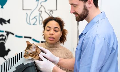 Emergencias felinas: cómo actuar si tu gato sufre un accidente