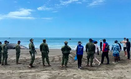 Cachalote varado en Bahía Solano generó emergencia ambiental
