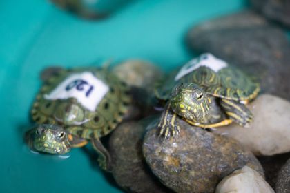 Imagen de  Rescatan 20 tortugas hicotea en Santo Domingo cuando eran transportadas en envases plásticos