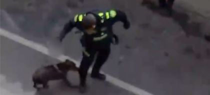 Imagen de  Policía abre investigación disciplinaria a uniformado que causó la muerte de un perro en Rionegro