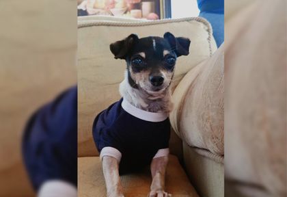 Imagen de “Exigimos justicia”: dueña de Tomate, canino al que extranjero le causó la muerte en El Carmen