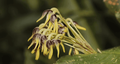 Imagen de Descubrieron una nueva especie de flora en el páramo de Sonsón, la orquídea Maitamá