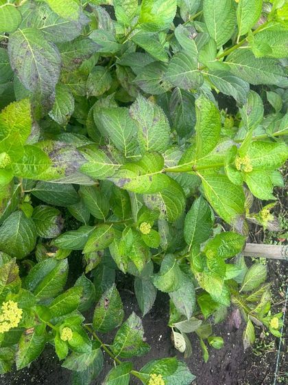 Imagen de  Plaga la «secadera» y disminución del precio del dólar están afectando a centenares de productores de hortensias en La Unión