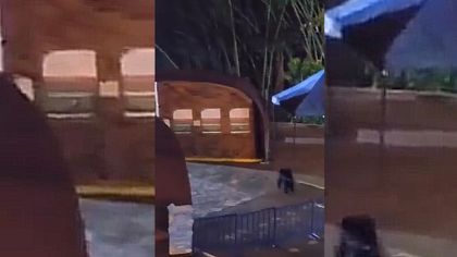 Imagen de  “¡Quítense que voy a disparar!”: revelan video del momento en que habrían matado al chimpancé Pancho