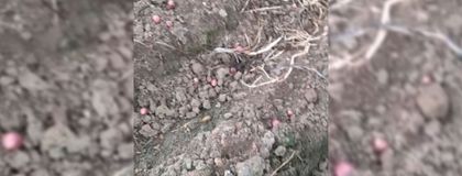 Imagen de  Jóvenes de La Unión estarían detrás de robos a cultivos de papa