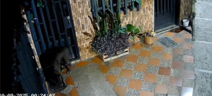 Imagen de  Animalistas denuncian nuevo caso de maltrato animal en El Peñol