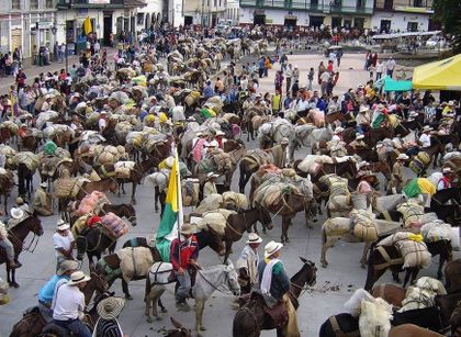 Imagen de “¡El orgullo de ser campesino!”: Sonsón se alista para recibir más de mil mulas y sus arrieros