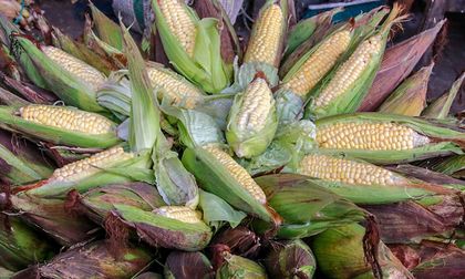 El campo registra un crecimiento del 2,4% en el tercer trimestre de 2025