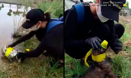 Viral: mujer rescató a un perro que había sido abandonado y amordazado en un lago