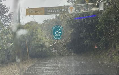 Imagen de Árbol se desplomó y cerró vía de El Tablazo tras nuevas lluvias en Rionegro