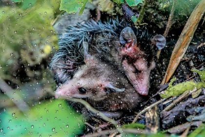 Imagen de Van 32 casos de animales silvestres afectados por lluvias en el Valle de Aburrá