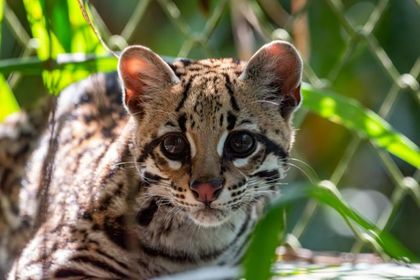 Imagen de Reintroducen ocelote rehabilitado en bosque de Urabá