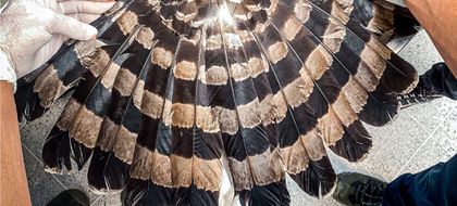 Imagen de  Investigan muerte de águila negra en el Área Metropolitana; tenía impactos de perdigones