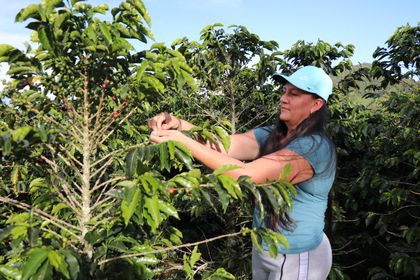 Imagen de  Más de 40 000 millones en créditos para el agro antioqueño: así avanza la Turbina de Crédito Agropecuario