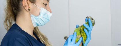 Imagen de Repudiable: Ya son 28 pichones de loro incautados en buses de transporte público en el Oriente