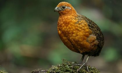 Cali recibirá el Cóndor de los Andes en la Feria Sudamericana de Asunción