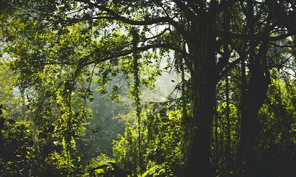 Apoyo internacional a Colombia por protección de Amazonia