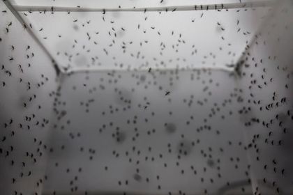 Imagen de  Abre en Brasil la mayor fábrica del mundo de mosquitos para combatir el dengue
