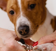 ¿Cuánto cuesta realmente tener una mascota?