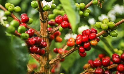 Imagen de  72 mil recolectores: Antioquia a puertas de la cosecha cafetera