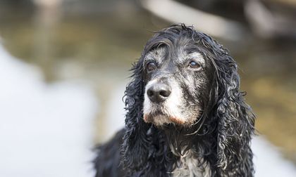 Cuando tu mascota pierde la memoria: Cómo cuidar a un perro que olvida quién eres