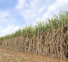 Nueva fórmula para el precio del etanol encendería crisis en el sector cañero y palmero