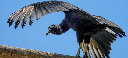 Imagen de  Preocupación por aumento de situaciones de emergencia con gallinazos en el Área Metropolitana