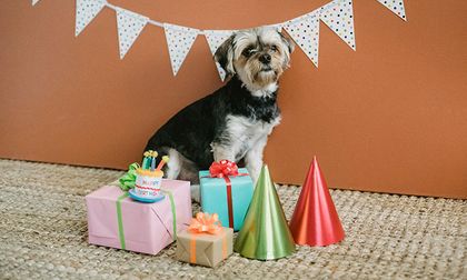 Fiesta canina: Ideas para celebrar el cumpleaños de tu perro