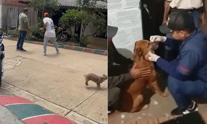 Brutal ataque a un perro en Dagua: buscan al agresor de Zeus