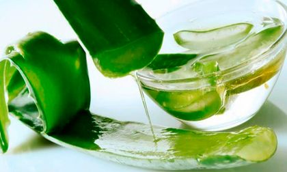 La sábila: planta medicinal con múltiples beneficios