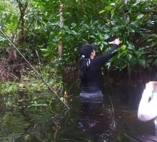 Preocupación por contaminación en manglares del Caribe colombiano