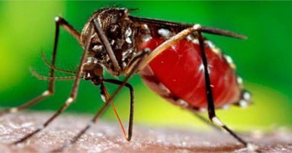 Imagen de  MinSalud entregó recomendaciones para prevenir el dengue y el chikunguña en Semana Santa