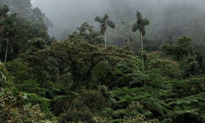 Banco de Hábitat El Globo: Una reserva ecológica clave para la conservación