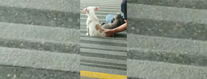 Imagen de Denuncian aumento de mendicidad con cachorros en estaciones del Metro