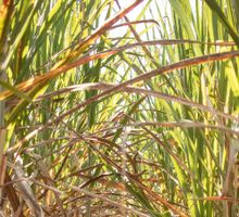 Sector azucarero refuerza  plan para enfrentar El Niño