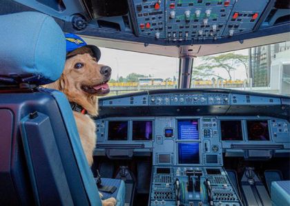 Imagen de ¿Qué pasará con Wafles? El perrito y “trabajador” estrella de Viva Air