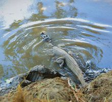 Más de 500 animales silvestres regresaron a la libertad
