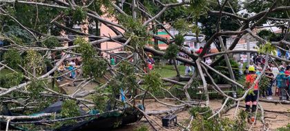 Imagen de Atención: otro árbol se desplomó en Medellín, dejando cinco personas heridas