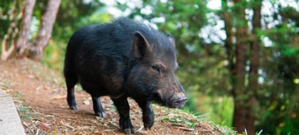 Imagen de El minipig Julio Chanchitos fue adoptado por un colegio de Medellín