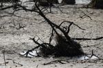 Imagen de FAO y PMA instan a donar 202 millones de dólares para proteger a 22 países del fenómeno de El Niño