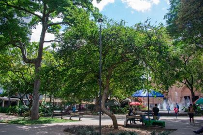 Imagen de  Valle de Aburrá refuerza la protección de sus árboles