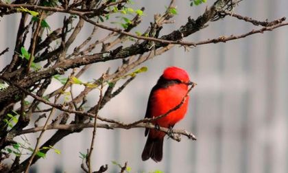 Aviturismo y la fotografía de aves cautivan la Semana de la Biodiversidad